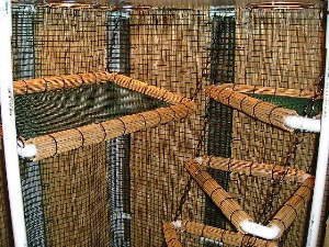 Inside the cage.
